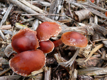 5 braune Lamellenpilze