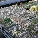 Sukkulentensammlung