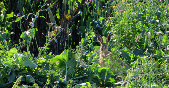 Hase im Feld.