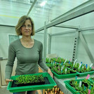 Prof. Anja Linstädter in the greenhouse