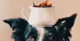 Hund balanciert Kaffeetasse auf dem Kopf