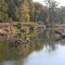 Mulde Totholz
