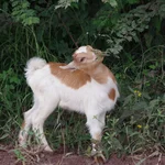 this is a young goat