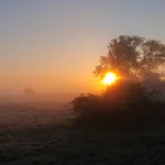 Die Sonne geht über dem Weidengebüsch der Station auf. Eine kleine Gruppe Gänse zieht über den Himmel.
