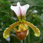 Venusschuh-Hybride - Paphiopedilum 'Leeanum'