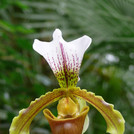 Venusschuh-Hybride - Paphiopedilum 'Leeanum'