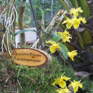 Ausstellung Faszination Orchideen 2011