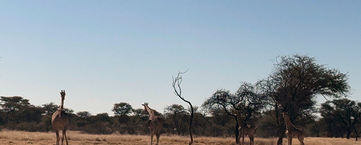 Giraffen in der Savanne - 