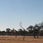 Giraffen in der Savanne