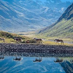 Wild horses