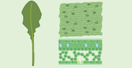 Arabidopsis leaf, epidermis and cross section