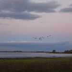Der Gülpersee im Licht der tief stehenden Sonne. Am Himmel fliegt eine Gruppe von Gänsen.