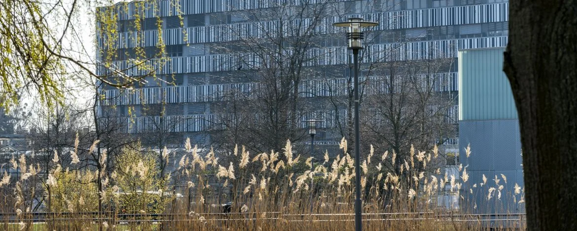 Blick über Schilf hinweg auf ein schwarz-weiß gestreiftes mehrstöckiges Hochhaus