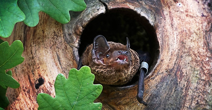 Fledermaus in einem Baumloch