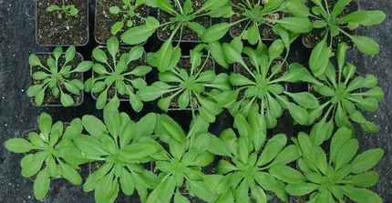 plants in boxes