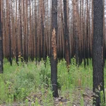 Kanadisches Berufkraut und Zitterpappel auf einer Waldbrandfläche