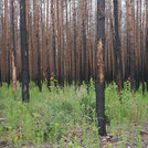 Erigeron canadensis and Populus tremula in a burned forest