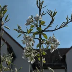 Birne Luise blüht im April 2020.