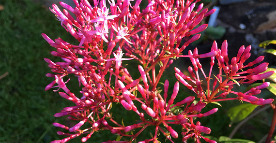 Fuchsien in der neuen Ausstellung des Botanischen Gartens | Foto: Petra Helfrich