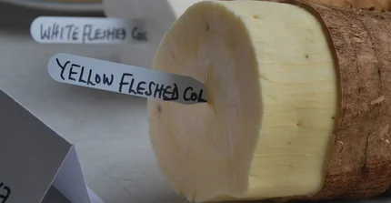 Yellow fleshed cassava