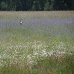 grass with flowers