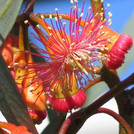 Blüte von Eucalyptus torquata