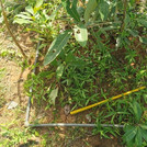 Measurements in Ghana