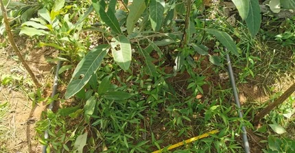Measurements in Ghana