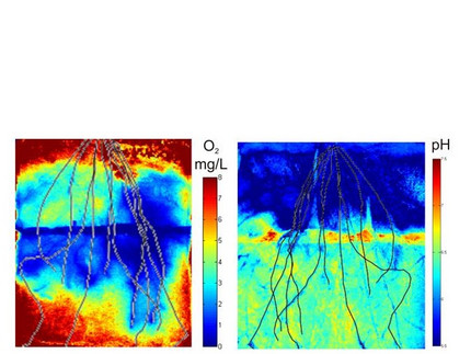 Imaging of oxygen and pH values.