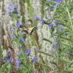 butterfly in flowers