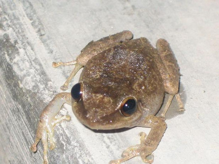 Coquí-Pfeiffrosch - Eleutherodactylus coqui