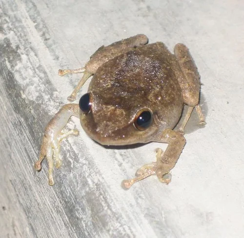 Coquí-Pfeiffrosch - Eleutherodactylus coqui