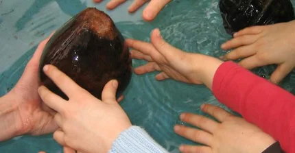 Kinderhände mit einer schwimmenden Kokosnuss