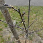 Unsere Pflaumen treiben wieder aus im März 2019.