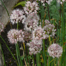 Allium suaveolens