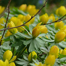 Kleiner Winterling - Eranthis hyemalis