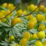 Kleiner Winterling - Eranthis hyemalis