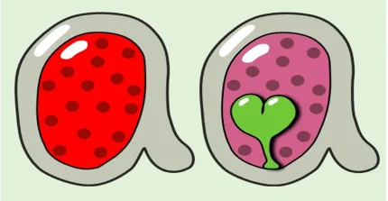 Arabidopsis ovules with autonomous endosperm versus sexual endosperm development