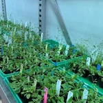 plants in the greenhouse