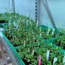 plants in the greenhouse