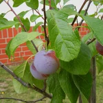 Reneclaude Rene trägt Früchte im August 2019.
