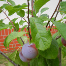 Reneclaude Rene trägt Früchte im August 2019.