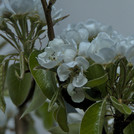 Birne Conny bekommt Bienenbesuch im April 2020.