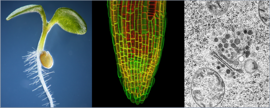 three images of Arabidopsis seedling, root cells, trans-Golgi network