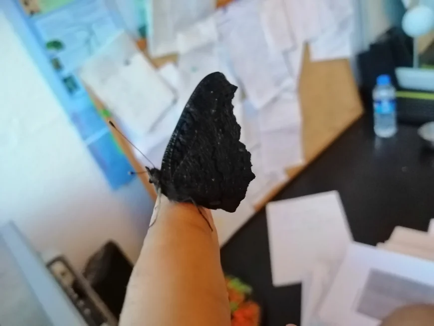 Ein schwarzer schöner SChmetterlin sitzt auf einem Finger. Unscharf im Hintergrund eine vollge Pinnwand
