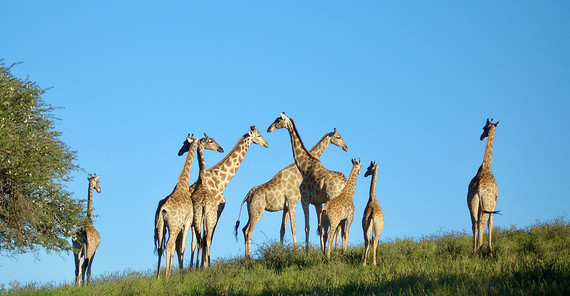 Giraffes in the african savannah
