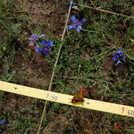 measure plants