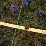 measure plants