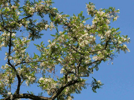 Robinie - Robinia pseudoacacia