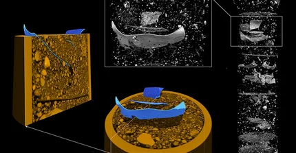 Untersucht wurde eine Probe aus Beelitzer Sandboden, der Fetzen und Partikel aus Polyethylenfolie enthält, die im Spargelanbau eingesetzt wird. Die Neutronentomographie (Grautöne) zeigt deutlich, wo sich die PET-Fragmente befinden. Die Röntgentomographie der Probe (Ocker) enthüllt die Bodenstruktur: überlagert mit der Neutronentomographie werden die darin enthaltenen Pet-Teilchen (blau) sichtbar.